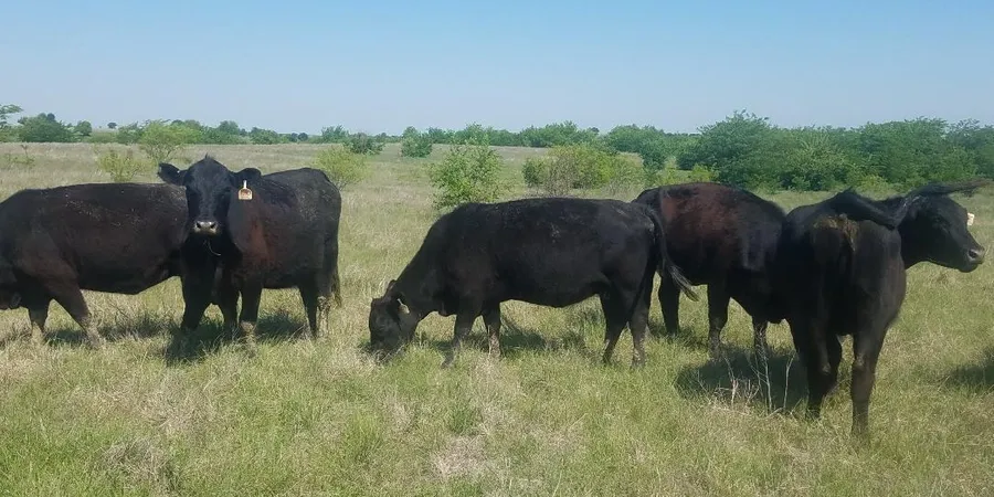 Quarter, Half, Whole Cows, Bulk Beef in Abilene Texas – Cross M Beef